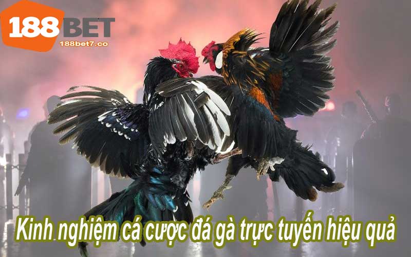 Kinh nghiệm cá cược đá gà trực tuyến hiệu quả